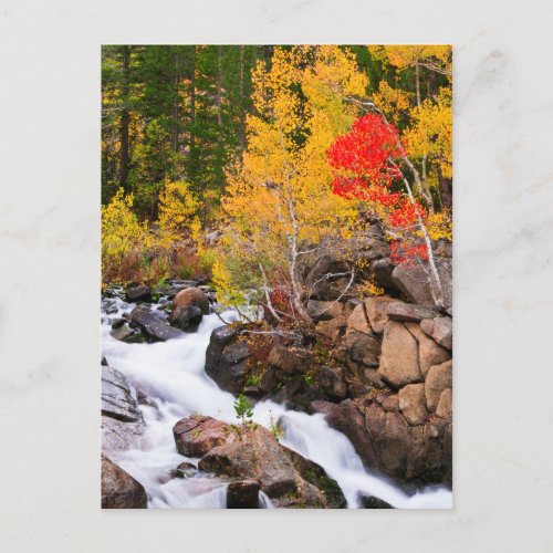 Fall color along Bishop Creek CA Postcard
