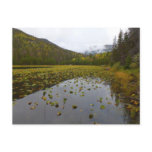 Fall Color at Cub Lake Postcard