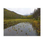 Fall Color at Cub Lake Postcard