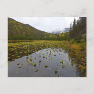 Fall Color at Cub Lake Postcard