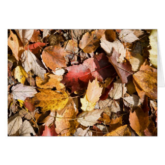 Fall color cards