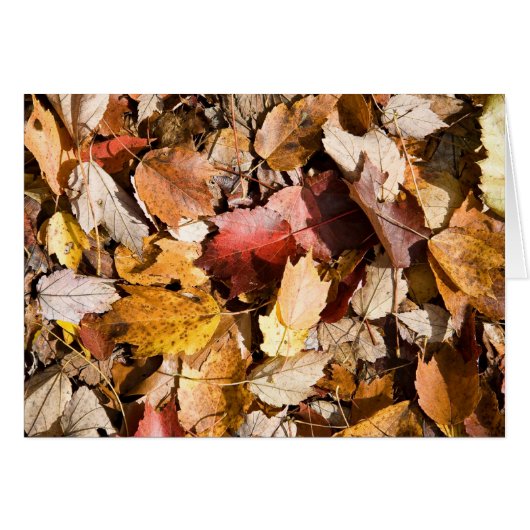 Fall color cards (Front Horizontal)