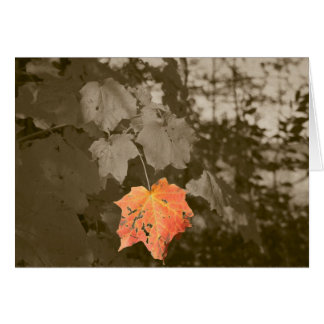 Fall Color Cards