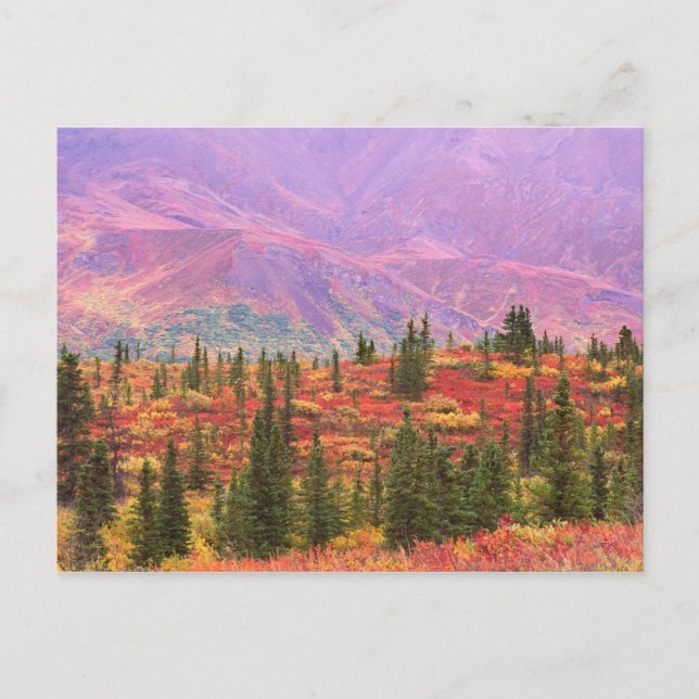 Fall color in Denali National Park Postcard (Front)
