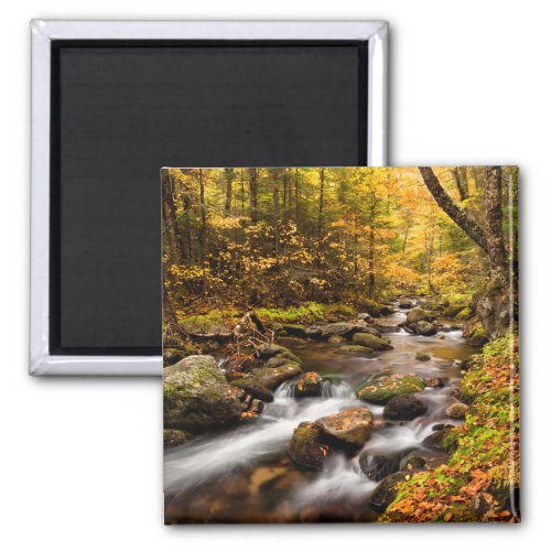 Fall Color Jefferson Brook  White Mountains Magnet