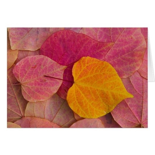 Fall color on Forest Pansy Redbud fallen (Front Horizontal)