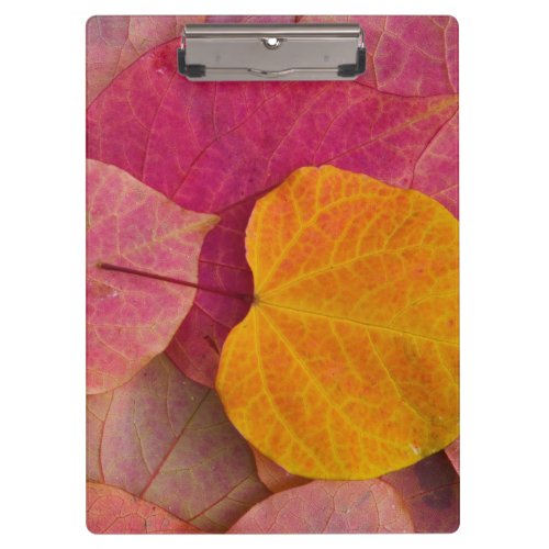 Fall color on Forest Pansy Redbud fallen Clipboard