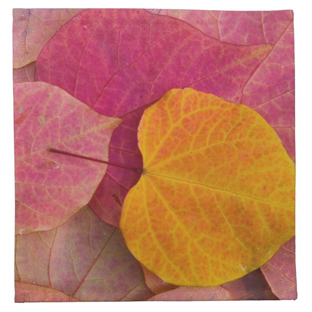 Fall color on Forest Pansy Redbud fallen Napkin (Front)