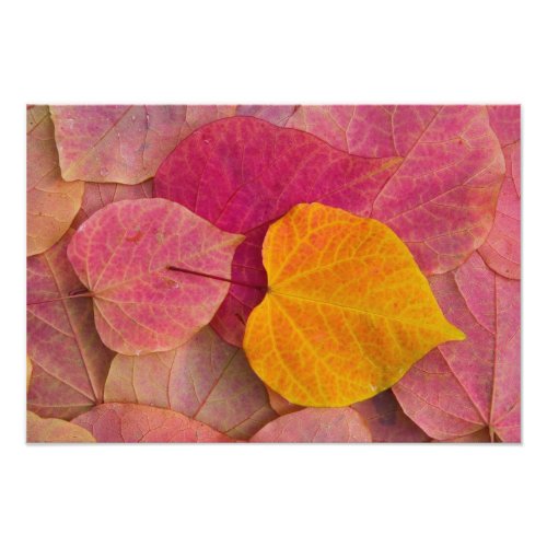 Fall color on Forest Pansy Redbud fallen Photo Print