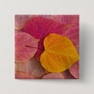 Fall color on Forest Pansy Redbud fallen Pinback Button