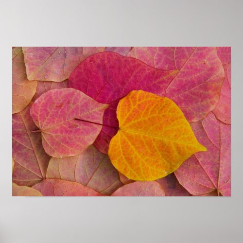 Fall color on Forest Pansy Redbud fallen Poster