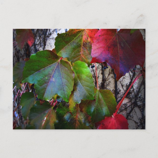 Fall Color Postcard (Front)