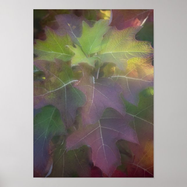 Fall Colored Oak Leaf Hydrangea Poster (Front)