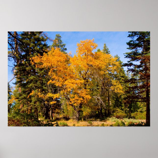 Fall Colors 5 Poster (Front)