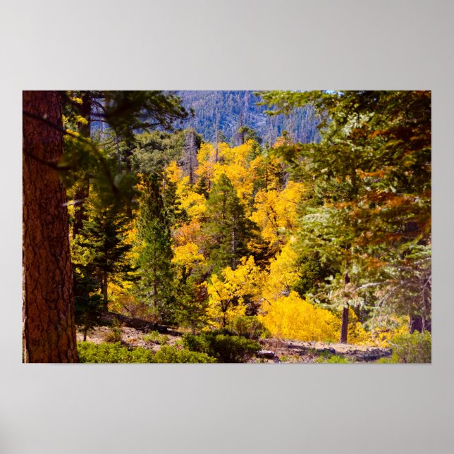 Fall Colors 6 Poster (Front)