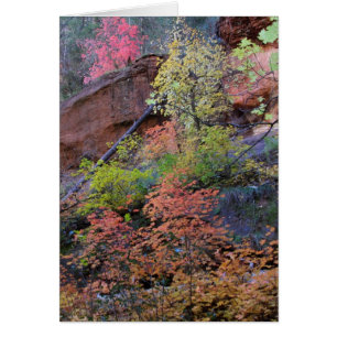 Fall colors all around cards