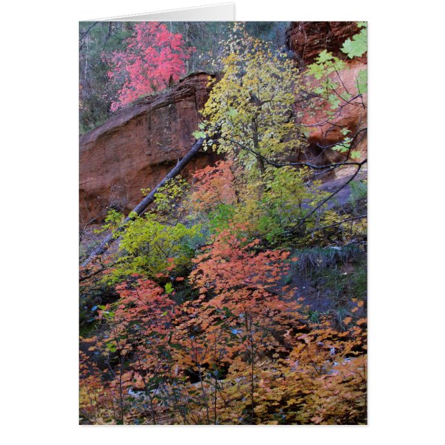 Fall colors all around cards (Front)
