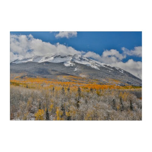 Fall Colors Aspens    Rocky Mountains Colorado Acrylic Print