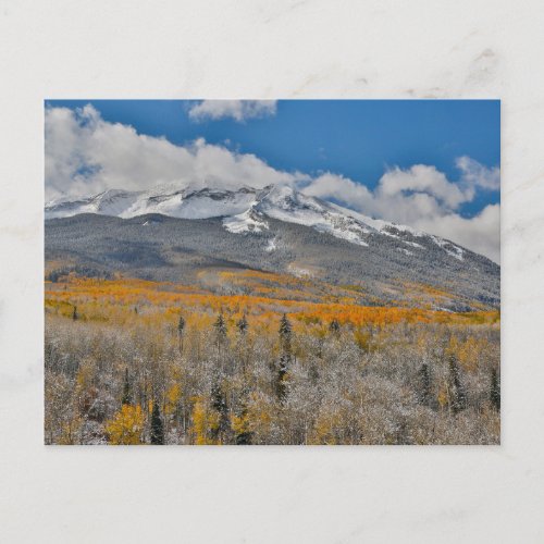 Fall Colors Aspens    Rocky Mountains Colorado Postcard