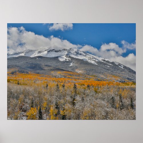 Fall Colors Aspens    Rocky Mountains Colorado Poster