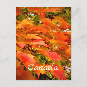 Fall Colors Autumn Leaves Sugar Maple Tree Canada Postcard