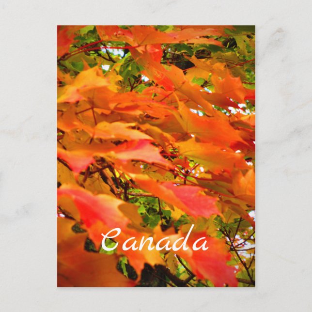 Fall Colors Autumn Leaves Sugar Maple Tree Canada Postcard (Front)