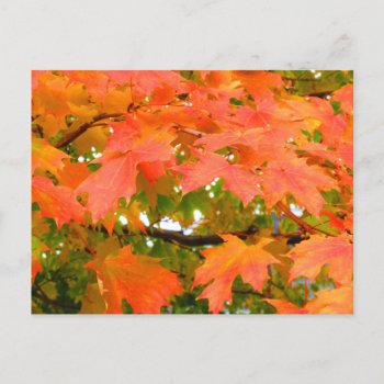 Fall Colors Autumn Leaves Sugar Maple Tree Canada Postcard by M_Sylvia_Chaume at Zazzle