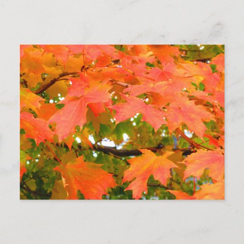 Fall Colors Autumn Leaves Sugar Maple Tree Canada Postcard