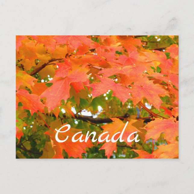 Fall Colors Autumn Leaves Sugar Maple Tree Canada Postcard (Front)