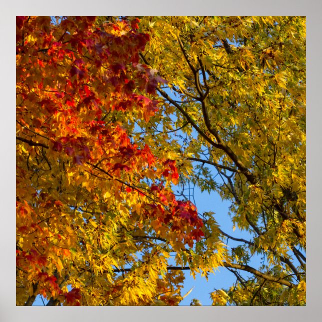 Fall Colors, Blue Sky, Ohio Poster (Front)