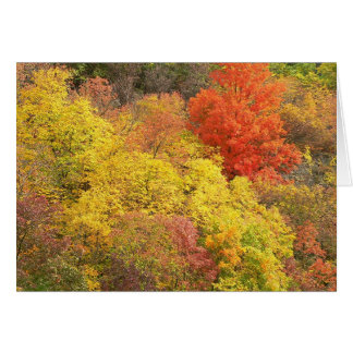 Fall colors cards