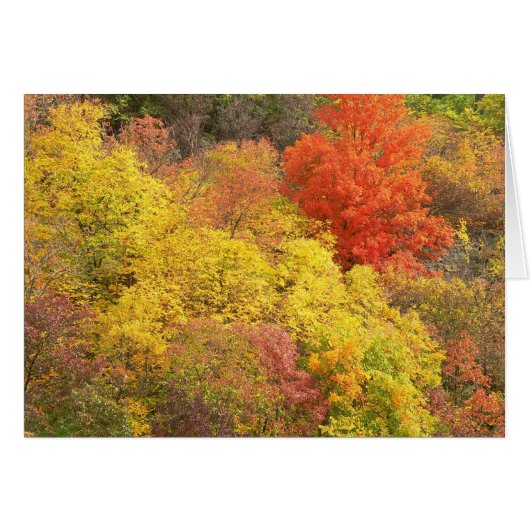 Fall colors cards (Front Horizontal)