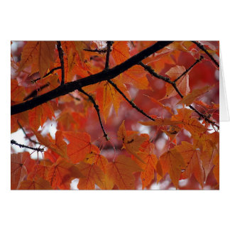 FALL COLORS CARDS