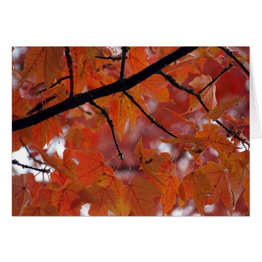 FALL COLORS CARDS (Front Horizontal)