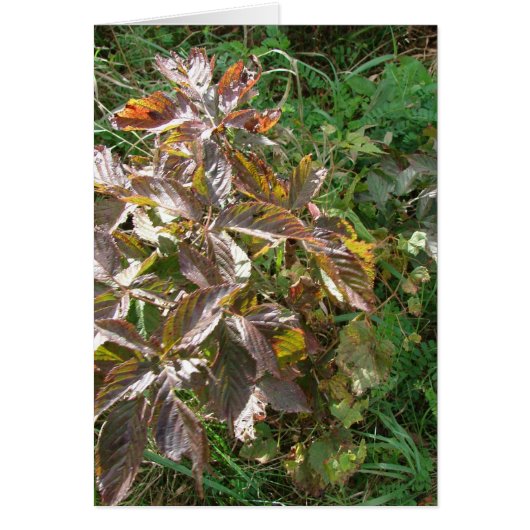 Fall Colors Cards (Front)