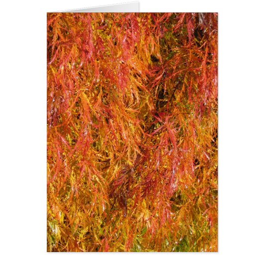 Fall Colors Cards (Front)