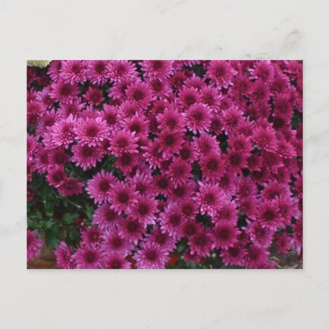 Fall Colors From Oak Park Il. Postcard (Front)