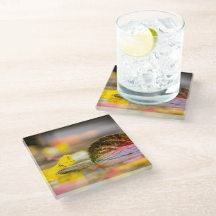 Fall colors glass coaster