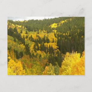 Fall Colors in Colorado, Aspen Gold Postcard