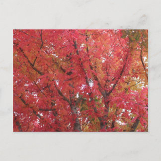 Fall Colors in Napa, California Postcard