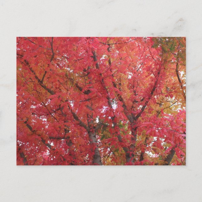 Fall Colors in Napa, California Postcard (Front)