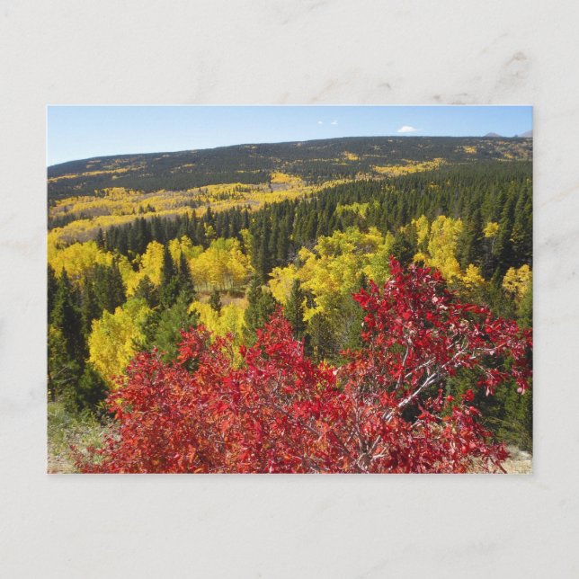 Fall Colors in Rockies Postcard (Front)