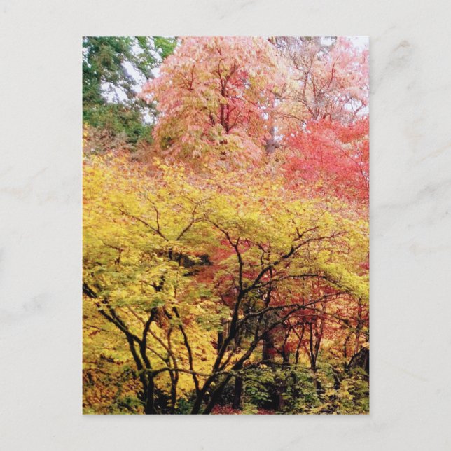 Fall Colors in Seattle Postcard (Front)