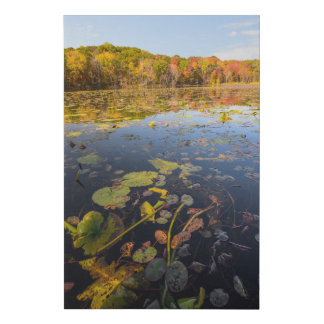 Fall Colors in the Lake Faux Canvas Print