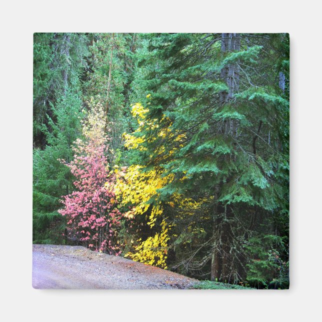 Fall colors in the mountains.... magnet (Front)