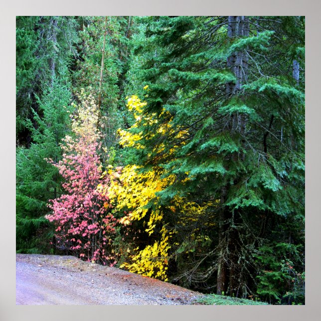 Fall colors in the mountains.... poster (Front)