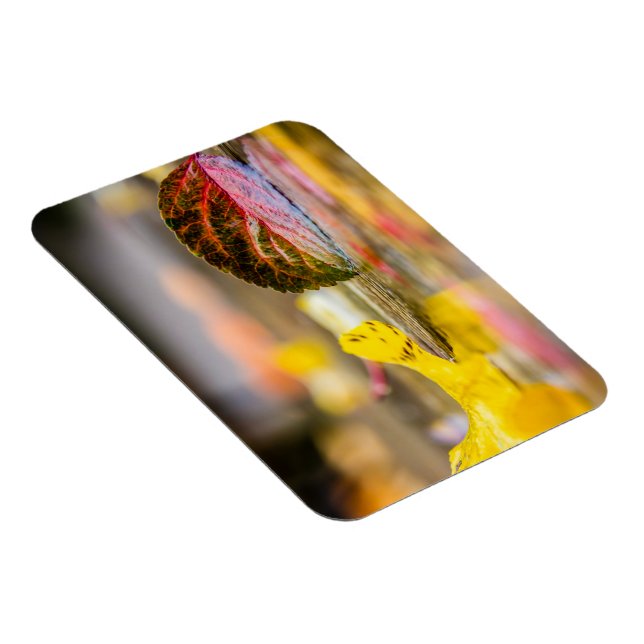 Fall colors magnet (Right Side)