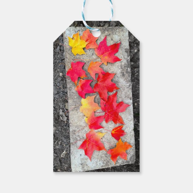 Fall Colors Maple Leaves Thanksgiving Gift Tag