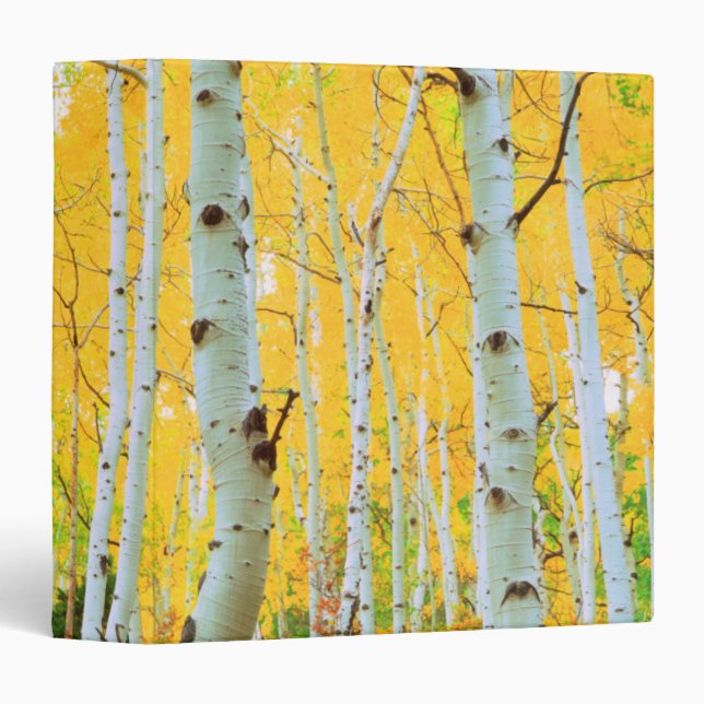 Fall colors of Aspen trees 1 Binder (Front/Spine)