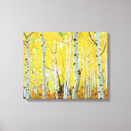 Fall colors of Aspen trees 1 Canvas Print